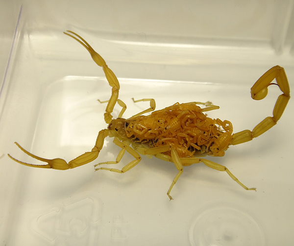 Photo of Arizona Bark Scorpion