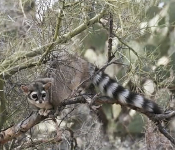 Photo of Ringtail