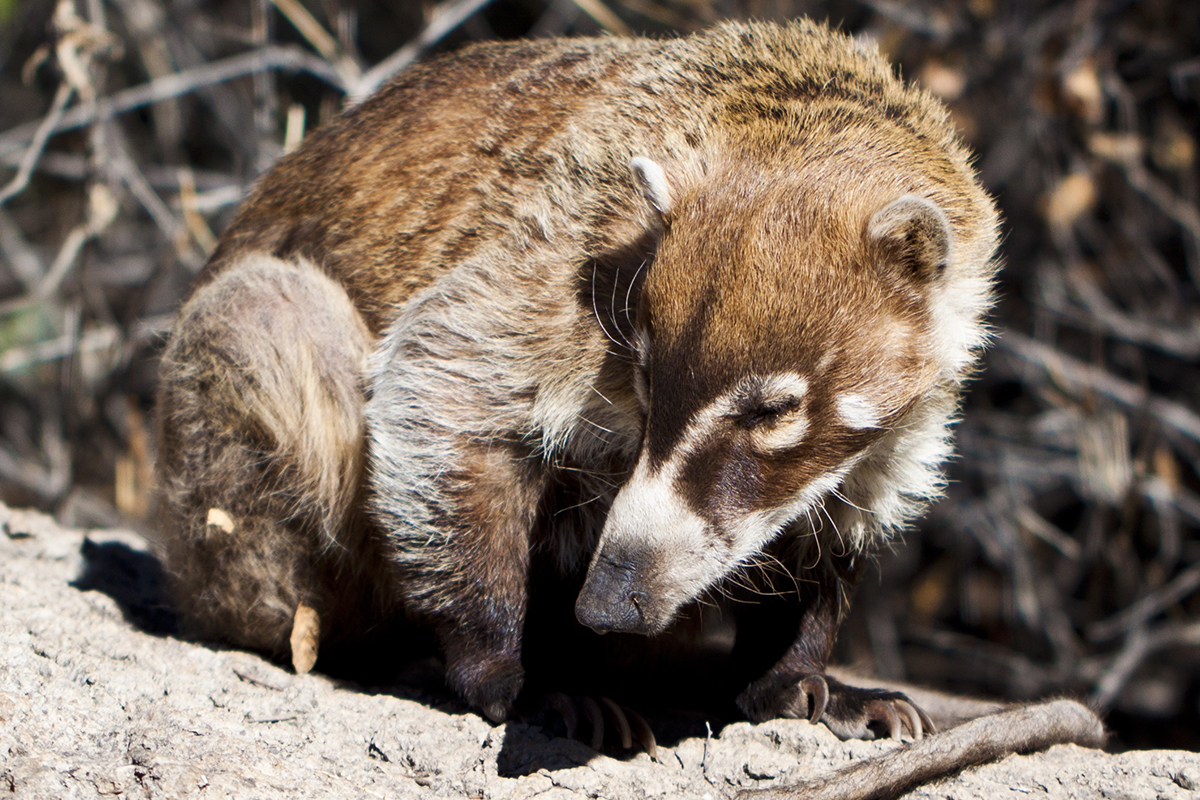 Photo of White-nosed Coati