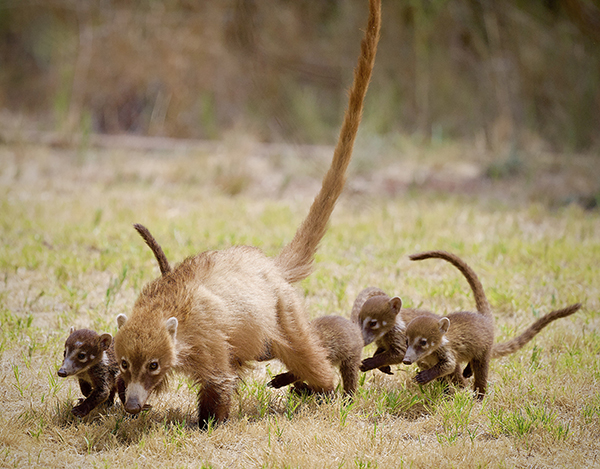 Photo of White-nosed Coati