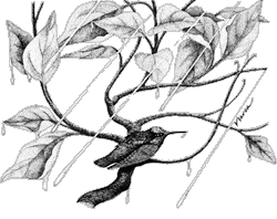 Anna&rsquo;s Hummingbird