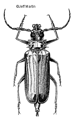 Palo verde root borer